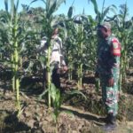 Babinsa Kuala Kencana Koptu Alfaris Kumiyu melaksanakan kegiatan Komunikasi Sosial (Komsos) dengan salah satu petani,